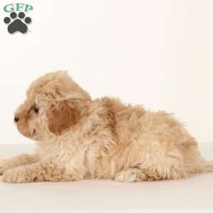 Haylee, Havapoo Puppy